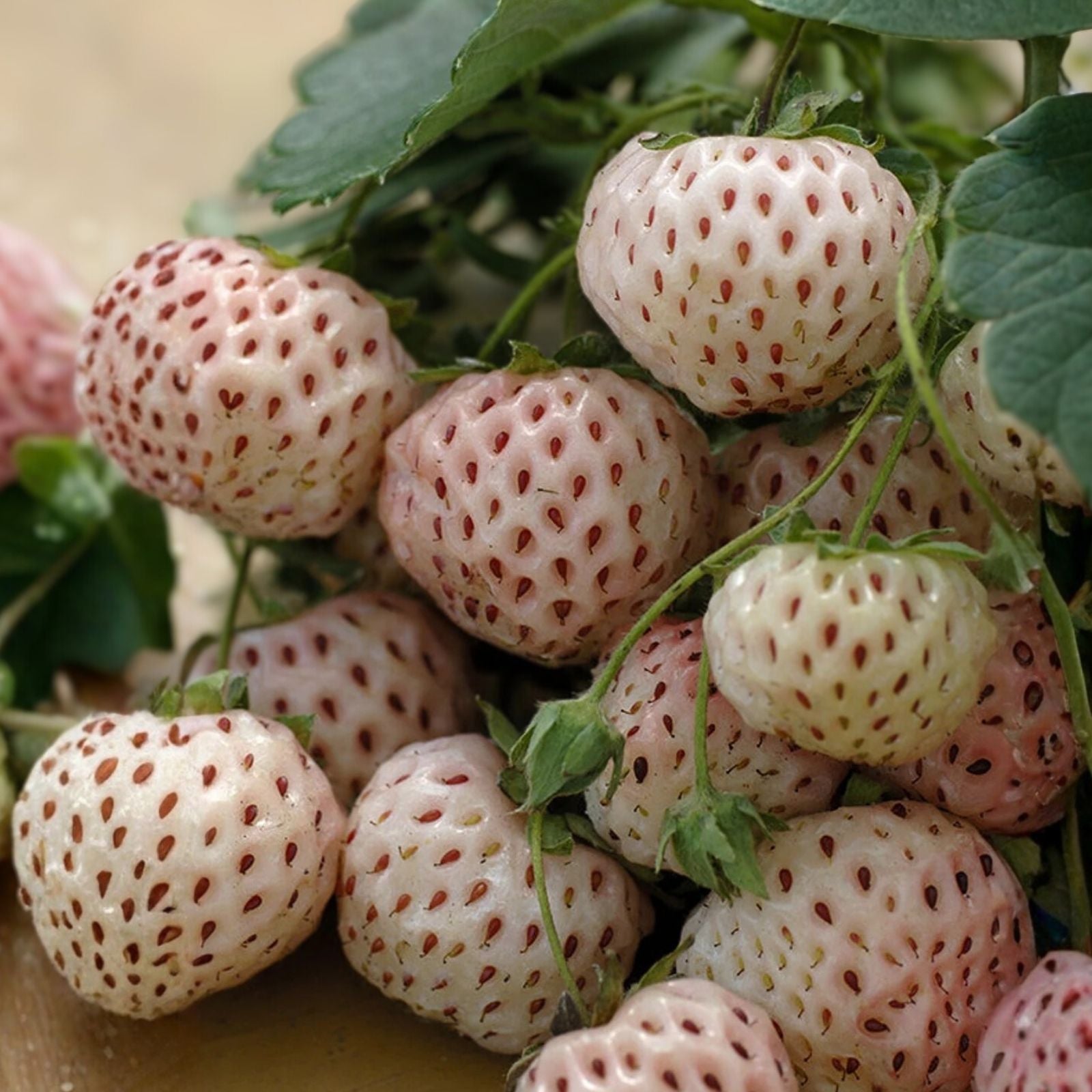 White Pineberry Strawberry Plant – Fragaria ananassa 'Pineberry' – Live Starter Plant, White Skin, Juicy Berries