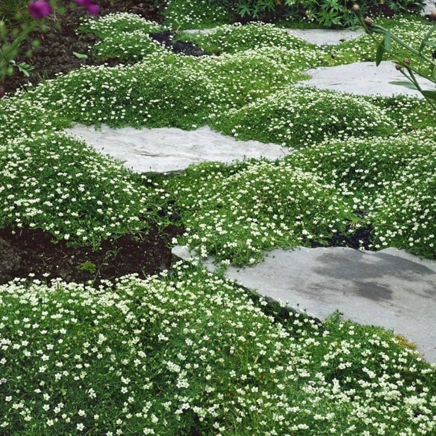 Irish Moss Seeds 1 oz - Ground Cover Plant - Chondrus crispus - Marine Seaweed for Garden or Aquarium - Fast Shipping