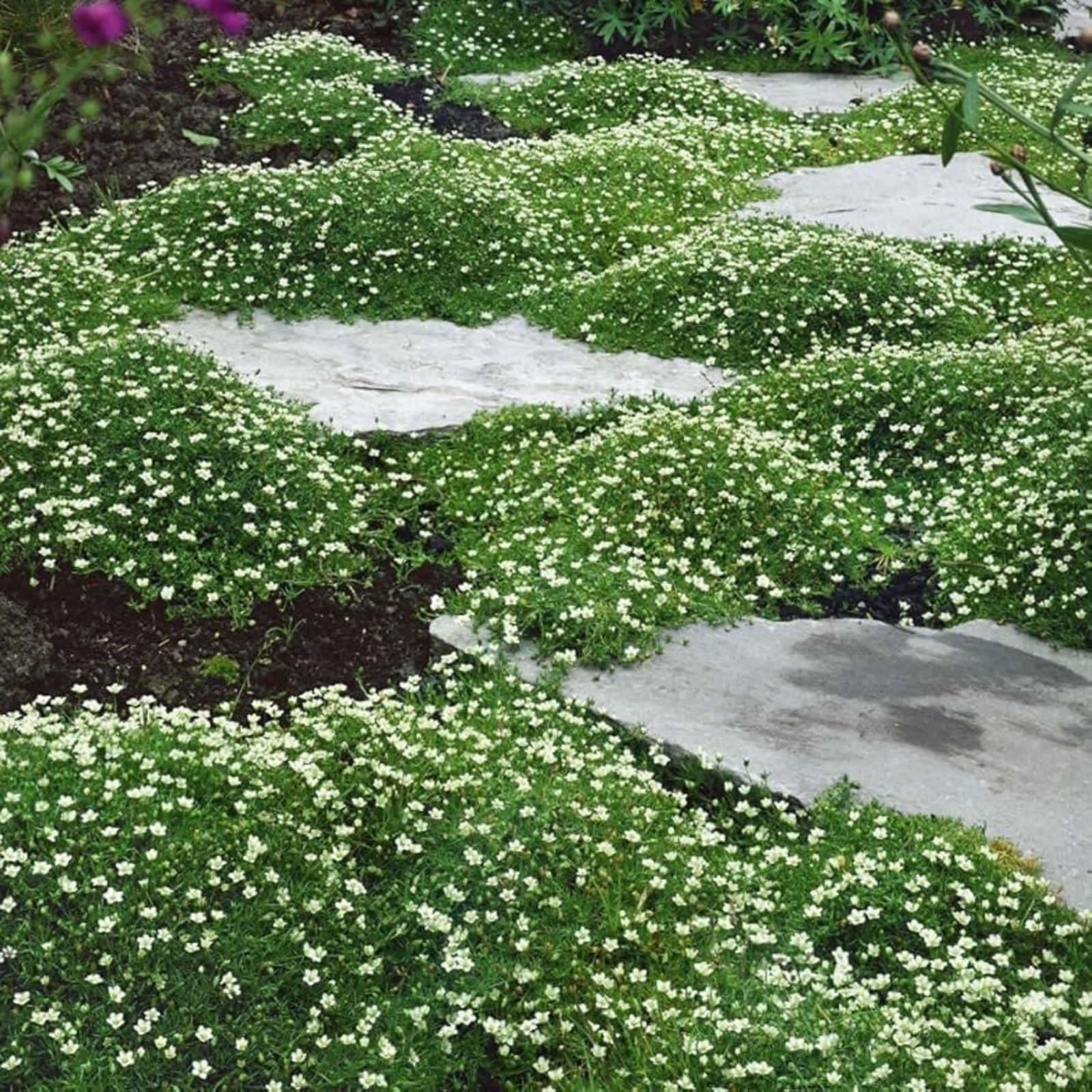 Irish Moss Seeds 1 oz - Ground Cover Plant - Chondrus crispus - Marine Seaweed for Garden or Aquarium - Fast Shipping