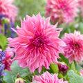 Pink Dahlia Plant Bulb Double Rose Decorative Deer Resistant Live Flower Starter 8-10"
