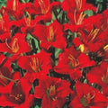 Mixed Daylily Bareroot Plants 5 Varieties Hemerocallis Flowering Perennials Garden Plants Free Shipping