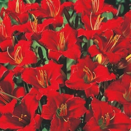 Mixed Daylily Bareroot Plants 5 Varieties Hemerocallis Flowering Perennials Garden Plants Free Shipping