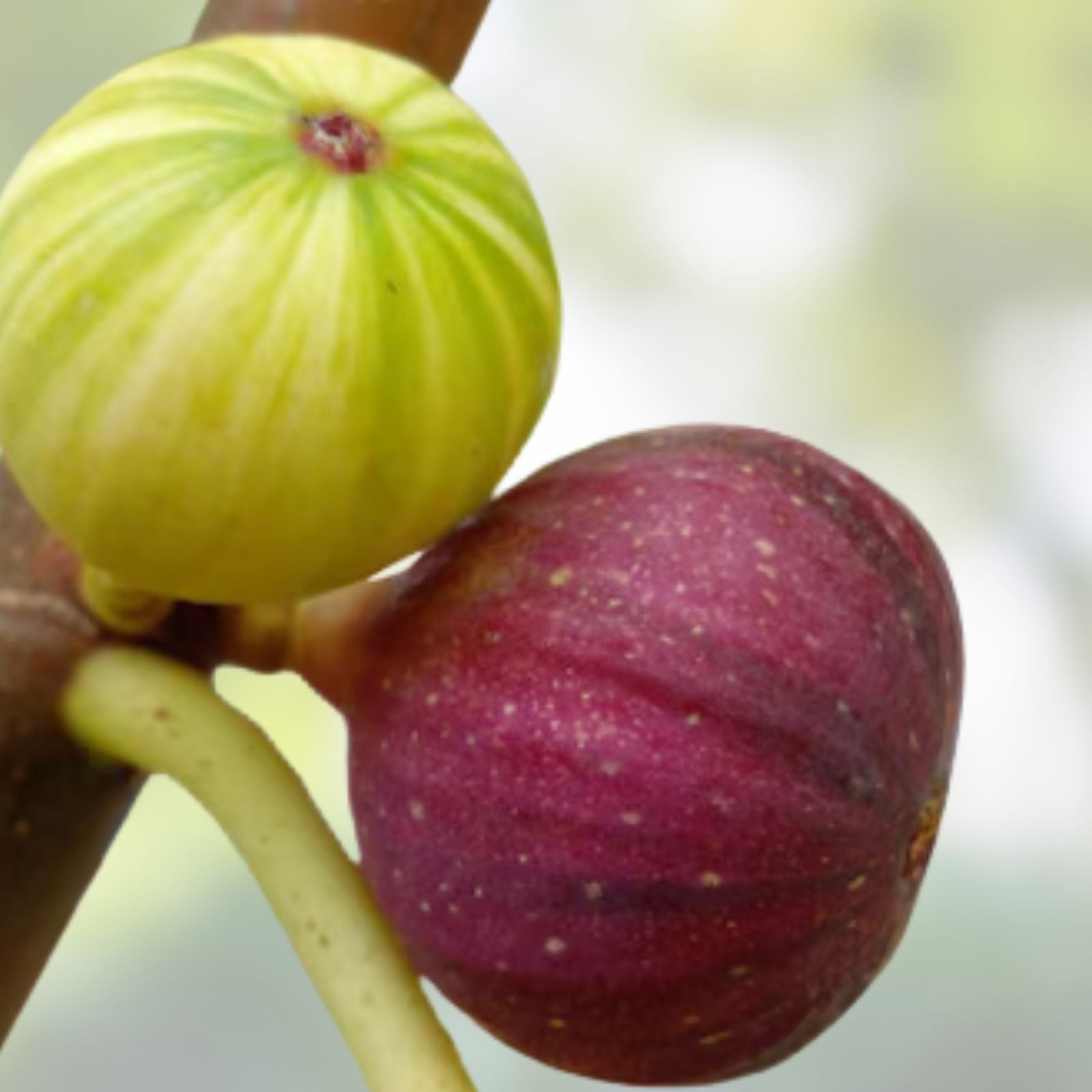 Cherry Cordial Fig Cuttings - Ficus carica Live Plant Starter Bare Root Tree for Garden or Indoor