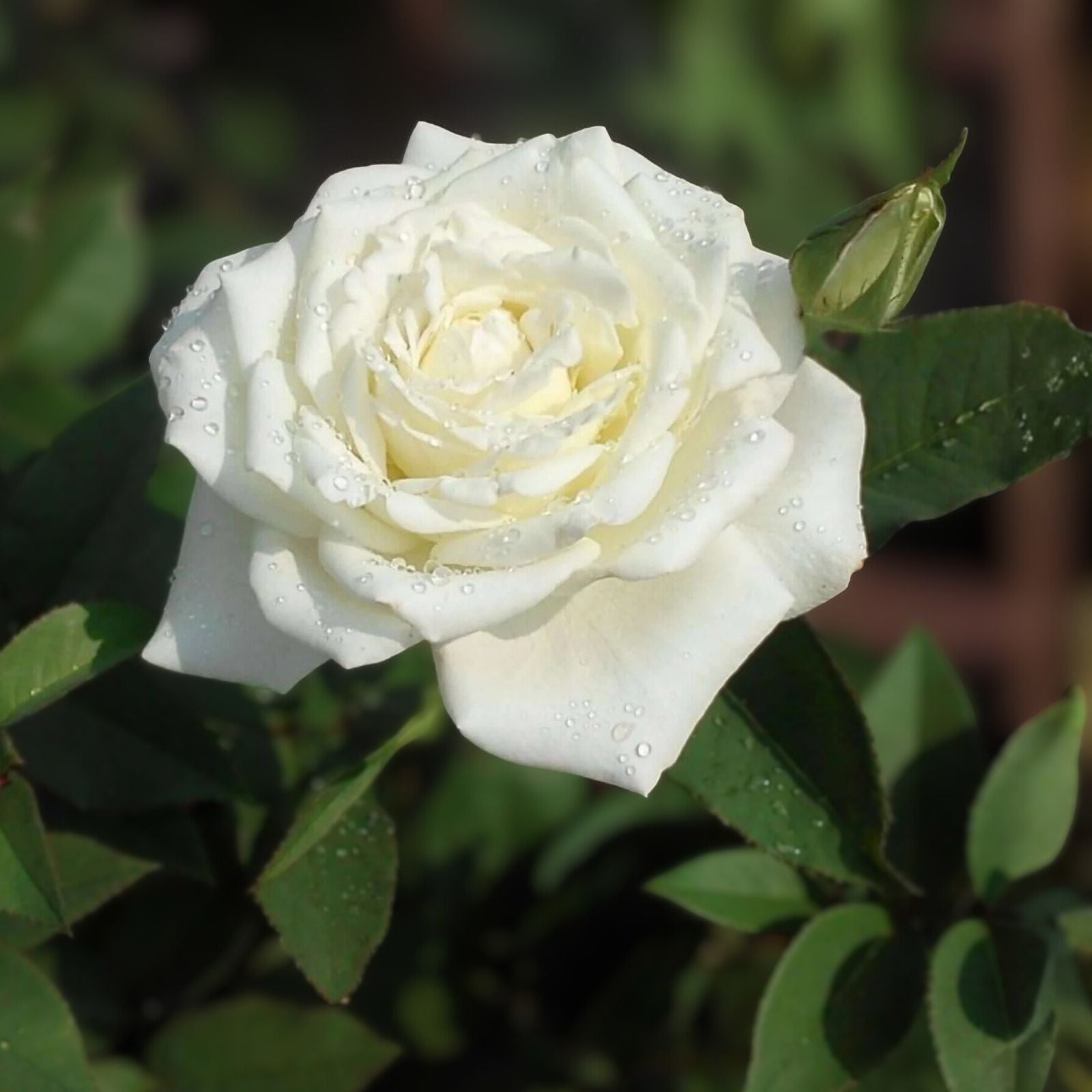 JFK White Rose Bush Cuttings 6" Live Flower Plant Rosa spp. Shrub for Garden Landscaping