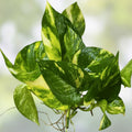 Pothos Indoor Live Plant Cuttings 3 Pack 7-10in Well Rooted in Water Epipremnum aureum Houseplant