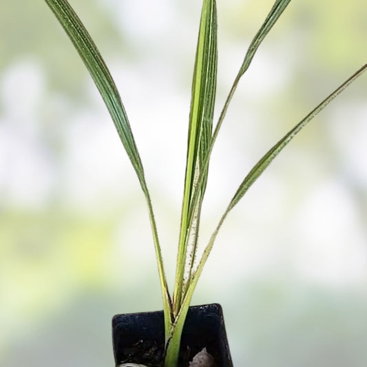 Medjool Date Palm Seedling Phoenix dactylifera 1.5+ Year Old Live Plant for Gardening Landscaping
