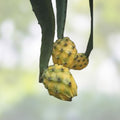 Epiphyllum Dragon Fruit Cutting Yellow Skin Tropical Cactus Edible Fruit Houseplant Live Plant
