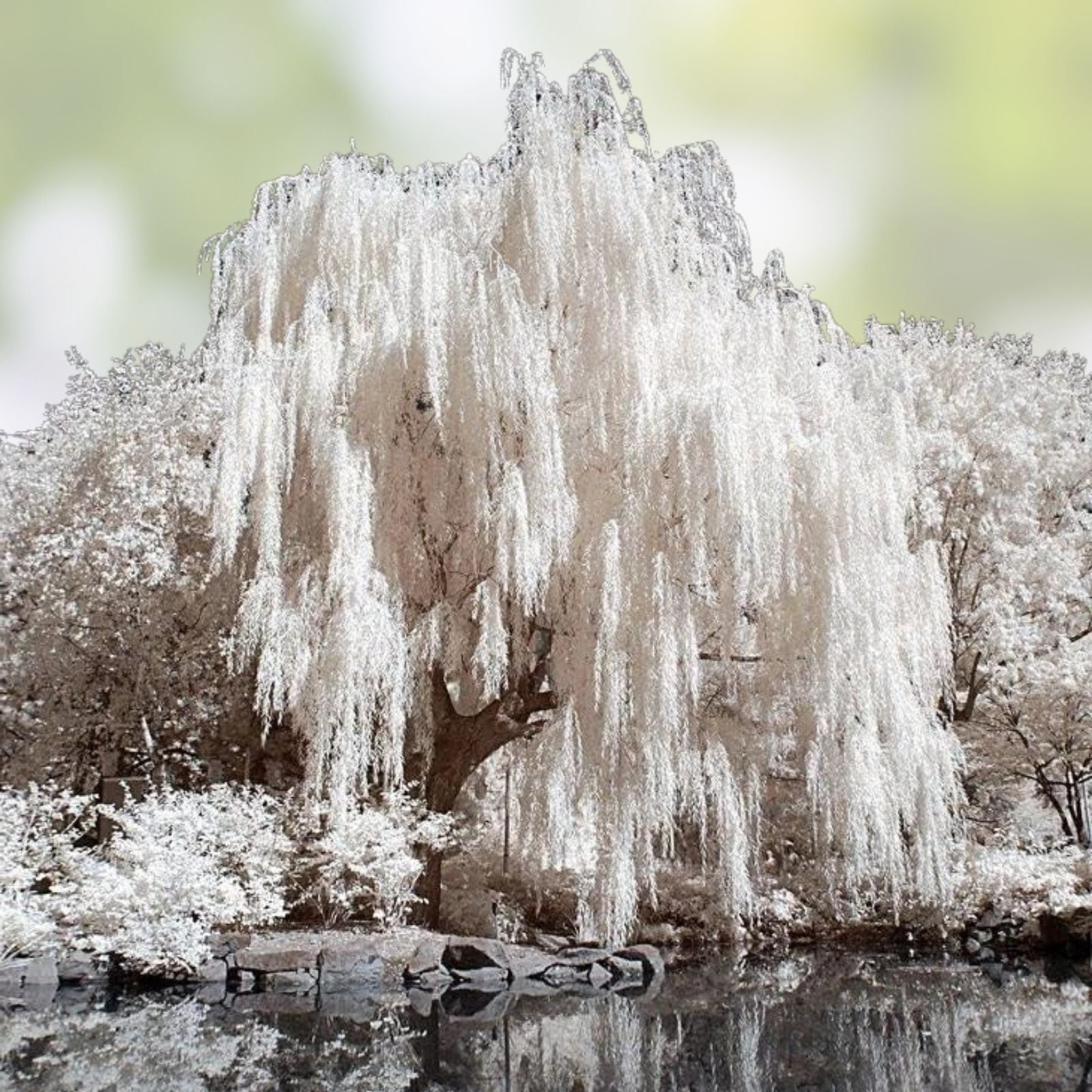 White Willow Tree - Silver Leaf, Ornamental Garden Plant, Salix alba, Decorative Willow Tree, Shimmers in Sun and Moonlight