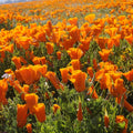 California Poppy Seeds 100+ Bright Orange Eschscholzia californica Wildflower Seeds for Garden, Lawn, or Landscaping
