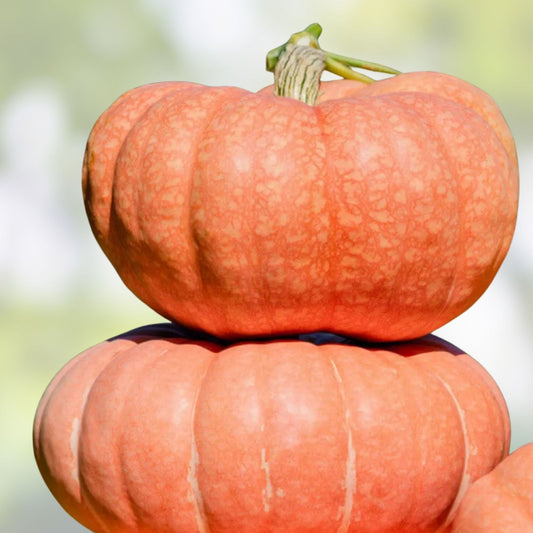 Organic Summer Sky Pumpkin Seeds 10 Pack Heirloom Non-GMO USA Grown Pumpkin Seeds for planting, gardening, and cooking