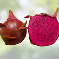 Unrooted Dragon Fruit Cutting Red Flesh Halleys Comet Hylocereus Pitahaya Live Plant 8" Starter Plant