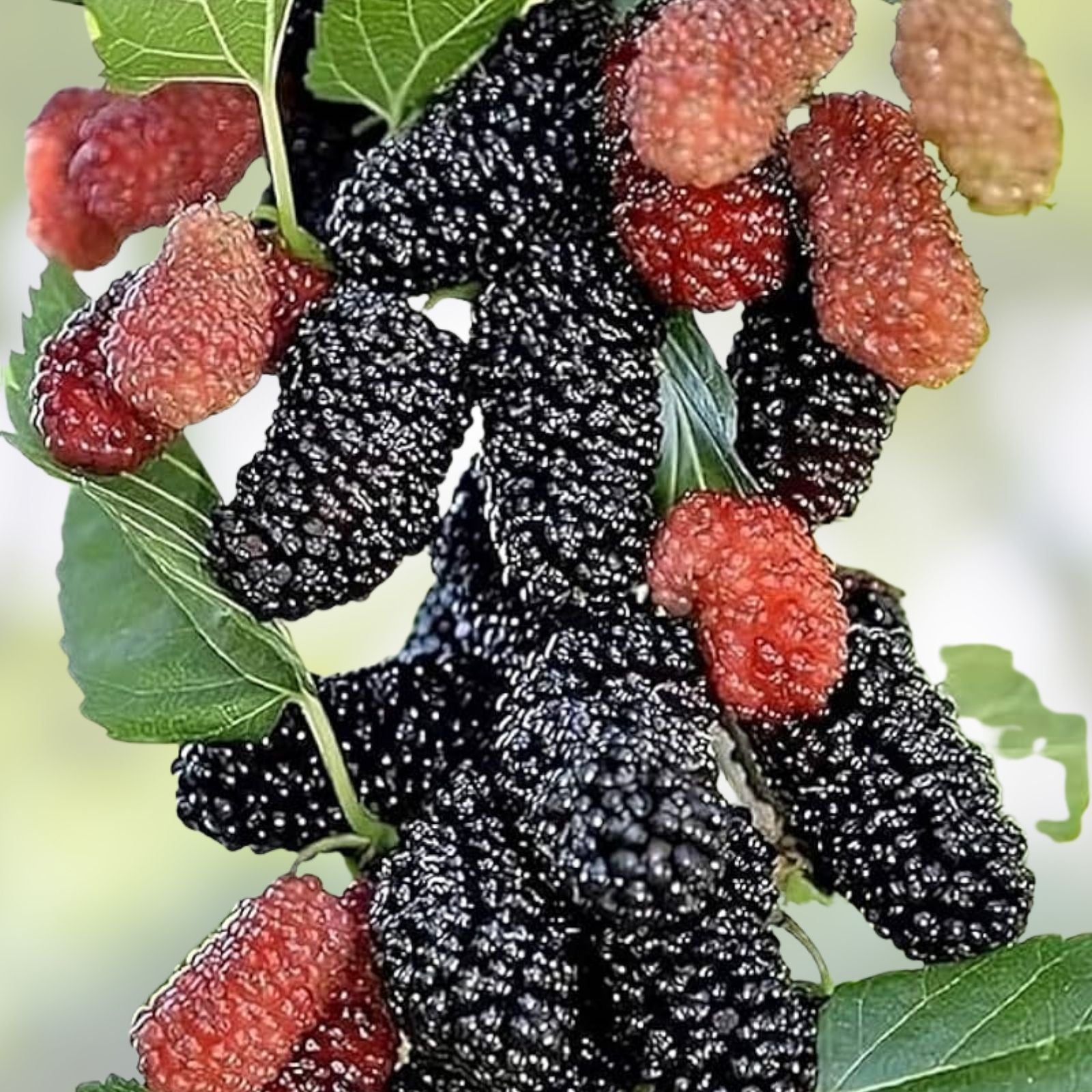 Dwarf Everbearing Mulberry Plants Morus nigra Live Fruit Tree Bare Root Starter Plant Organic Hardy Fast-Growing