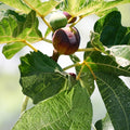 Fig Tree Cuttings Dalmatie Variety 6 Pieces Ficus carica Live Plant Bare Root Cold Resistant Fruit Planting Material