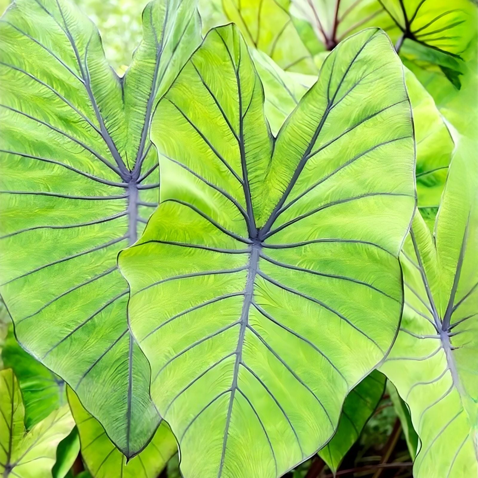 Hawaiian Punch Elephant Ear Plant, Colocasia esculenta, Live Starter Plant, Tropical Indoor Outdoor Houseplant, Large Leaf, Garden Decor