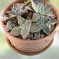Graptopetalum paraguayense Ghost Plant Cuttings, Succulent Propagation, Gray-Blue Foliage, Live Plant, Houseplant, Starter Plant