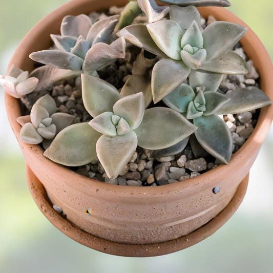 Graptopetalum paraguayense Ghost Plant Cuttings, Succulent Propagation, Gray-Blue Foliage, Live Plant, Houseplant, Starter Plant