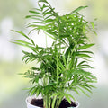 Chamaedorea Parlor Palm Seeds 15 Pack, Indoor Houseplant, Tropical Plant, Starter Seeds, Live Plant Cuttings, Home Decor