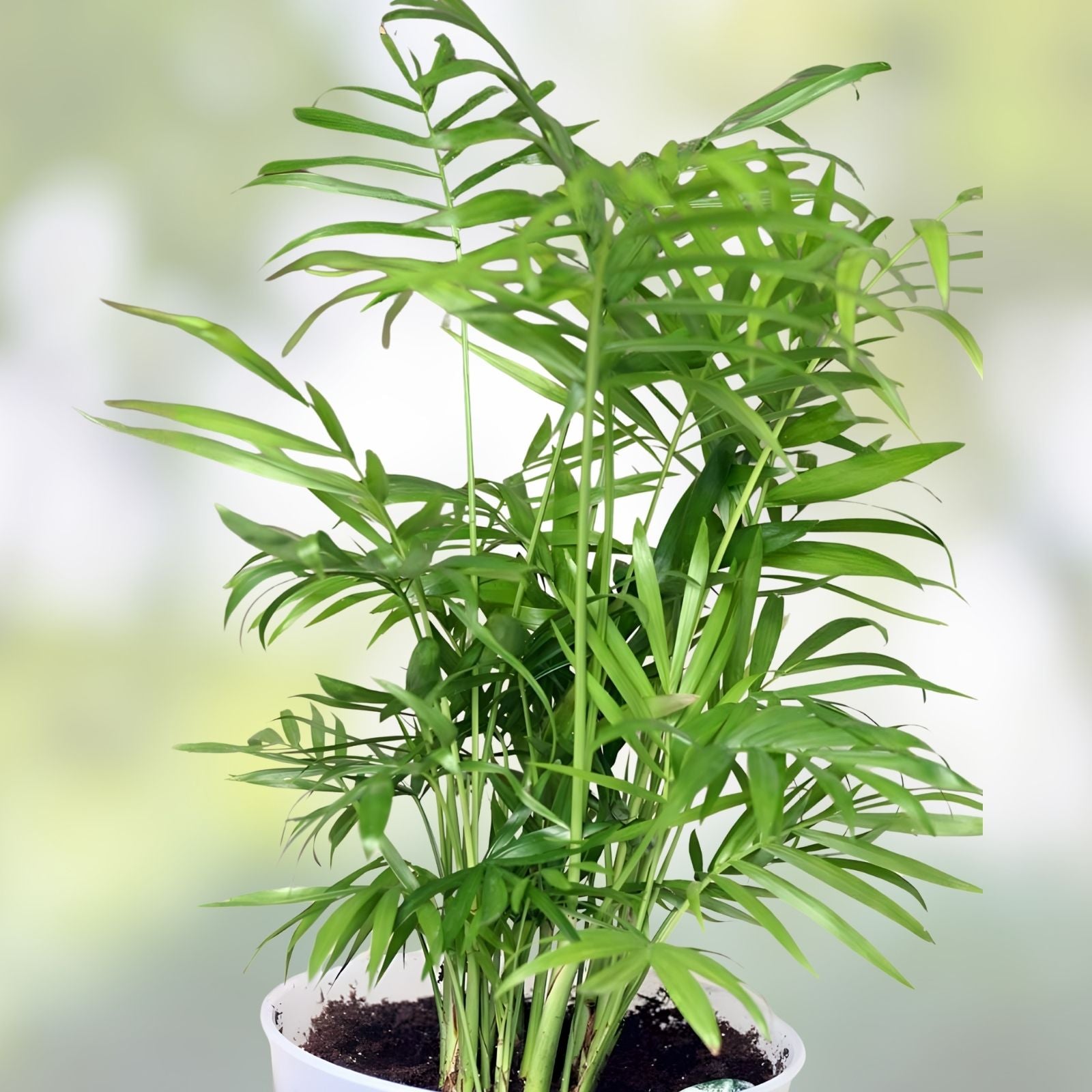 Chamaedorea Parlor Palm Seeds 15 Pack, Indoor Houseplant, Tropical Plant, Starter Seeds, Live Plant Cuttings, Home Decor