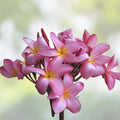 Pink Rose Plumeria Cutting 2ft Fragrant Tropical Plant Live Rooted Starter Houseplant