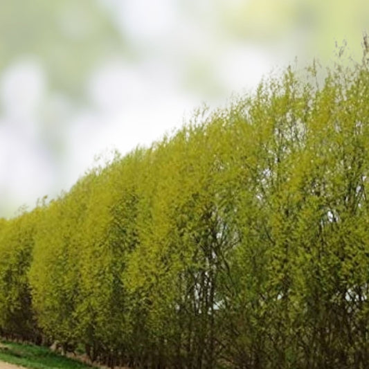 Hybrid Willow Cuttings - 20 Pencil Size or Smaller - Salix × sepulcralis Live Plant Propagation Material