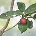 Plum Fruit Tree Seeds – 10 Prunus Americana Seeds for Planting, Home Garden, USA Grown, Fruit Tree Propagation