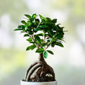 Bonsai Tree Cutting – Easy to Grow Indoor/Outdoor Ficus retusa Live Plant for Gardening and Decor - bloomhavennursery