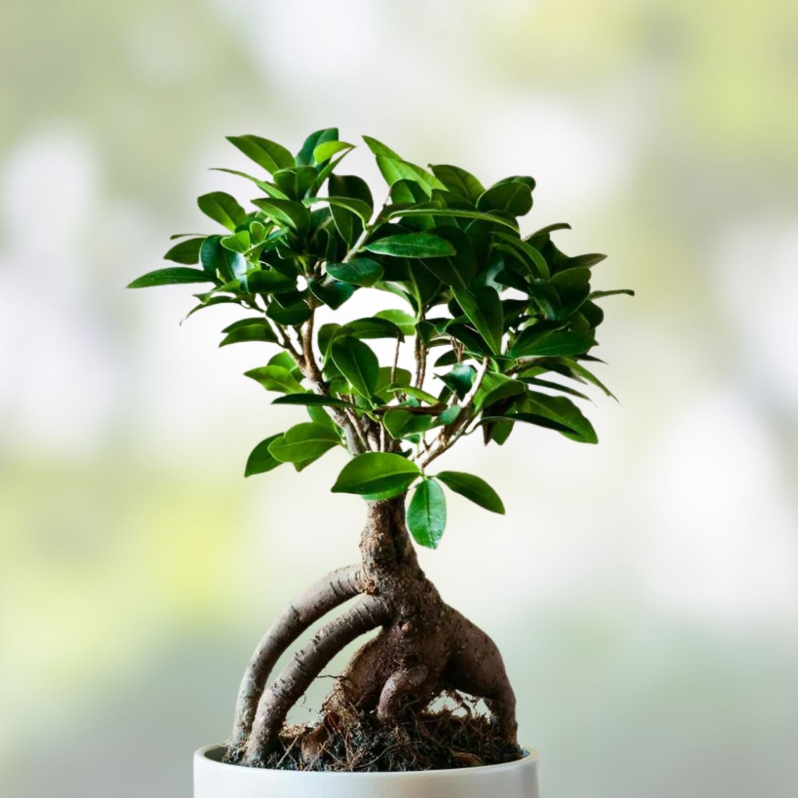 Bonsai Tree Cutting – Easy to Grow Indoor/Outdoor Ficus retusa Live Plant for Gardening and Decor - bloomhavennursery