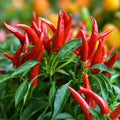 Thai Hot Pepper Seeds 500+ Non-GMO Heirloom Capsicum annuum Spicy Garden Starter Plant Cutting