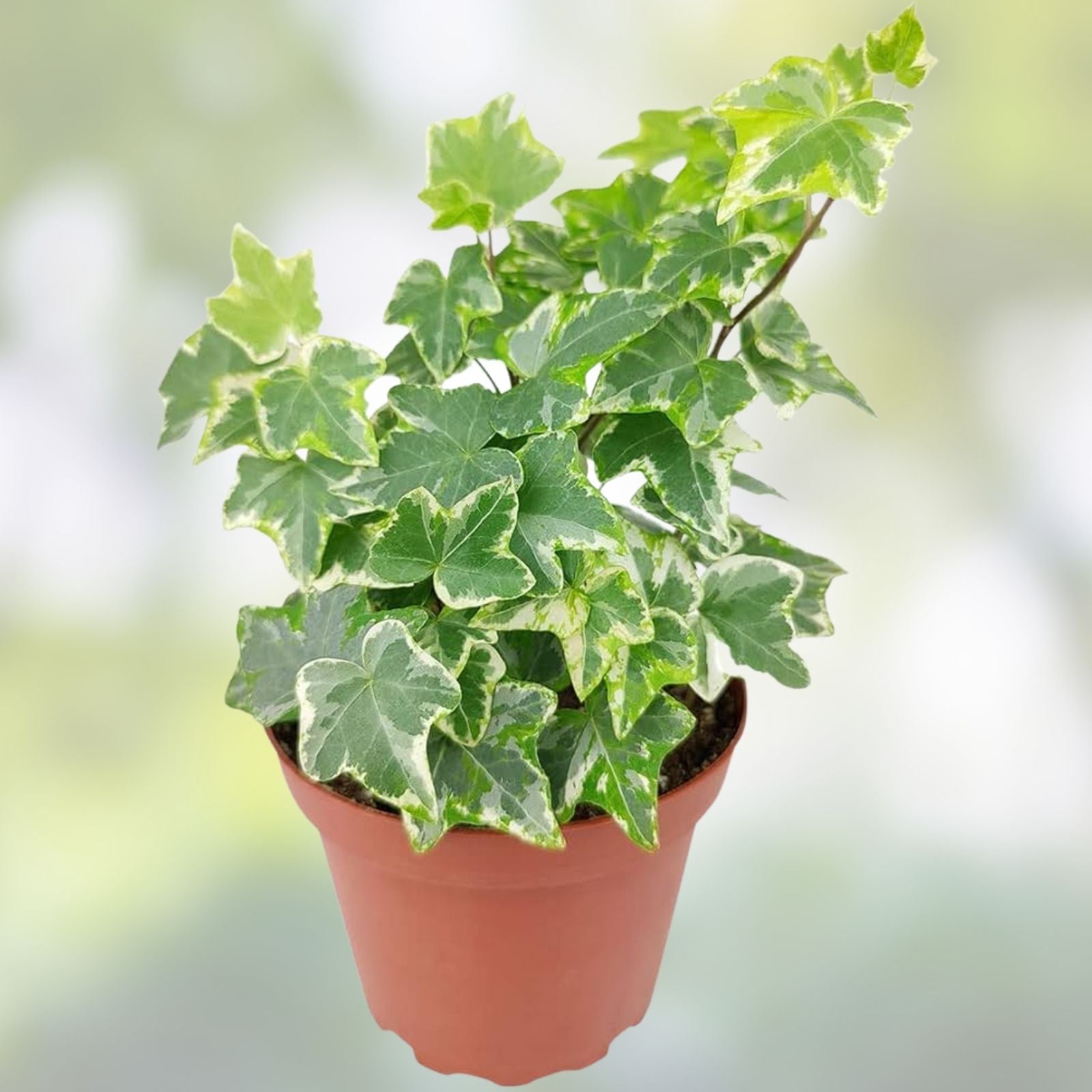 English Ivy Rooted Cuttings 4" | Hedera helix Live Houseplant for Indoor Gardening, Climbing Plant, Green Foliage