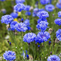 Dwarf Blue Bachelor Button Seeds - Centaurea cyanus Ornamental Garden Flower, Live Plant, Cutting, Starter Plant, Blue Color