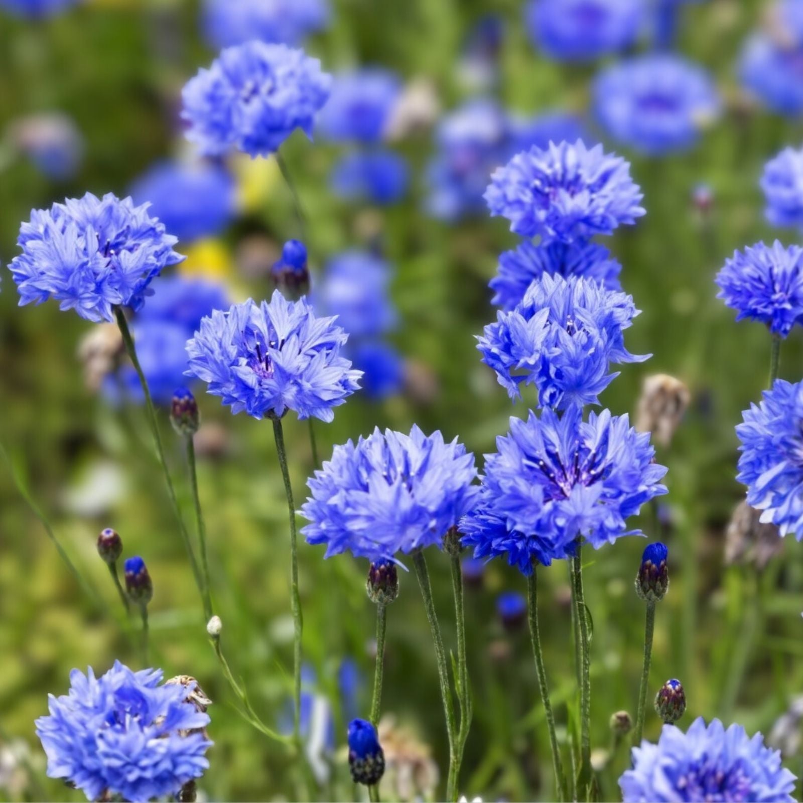 Dwarf Blue Bachelor Button Seeds - Centaurea cyanus Ornamental Garden Flower, Live Plant, Cutting, Starter Plant, Blue Color