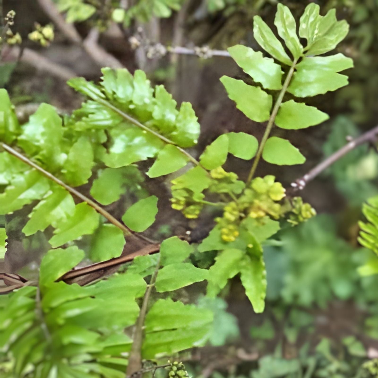 Sansho Pepper Tree Cuttings - Zanthoxylum piperitum - Live Japanese Pepper Plant Starter Herb for Cooking and Flavoring