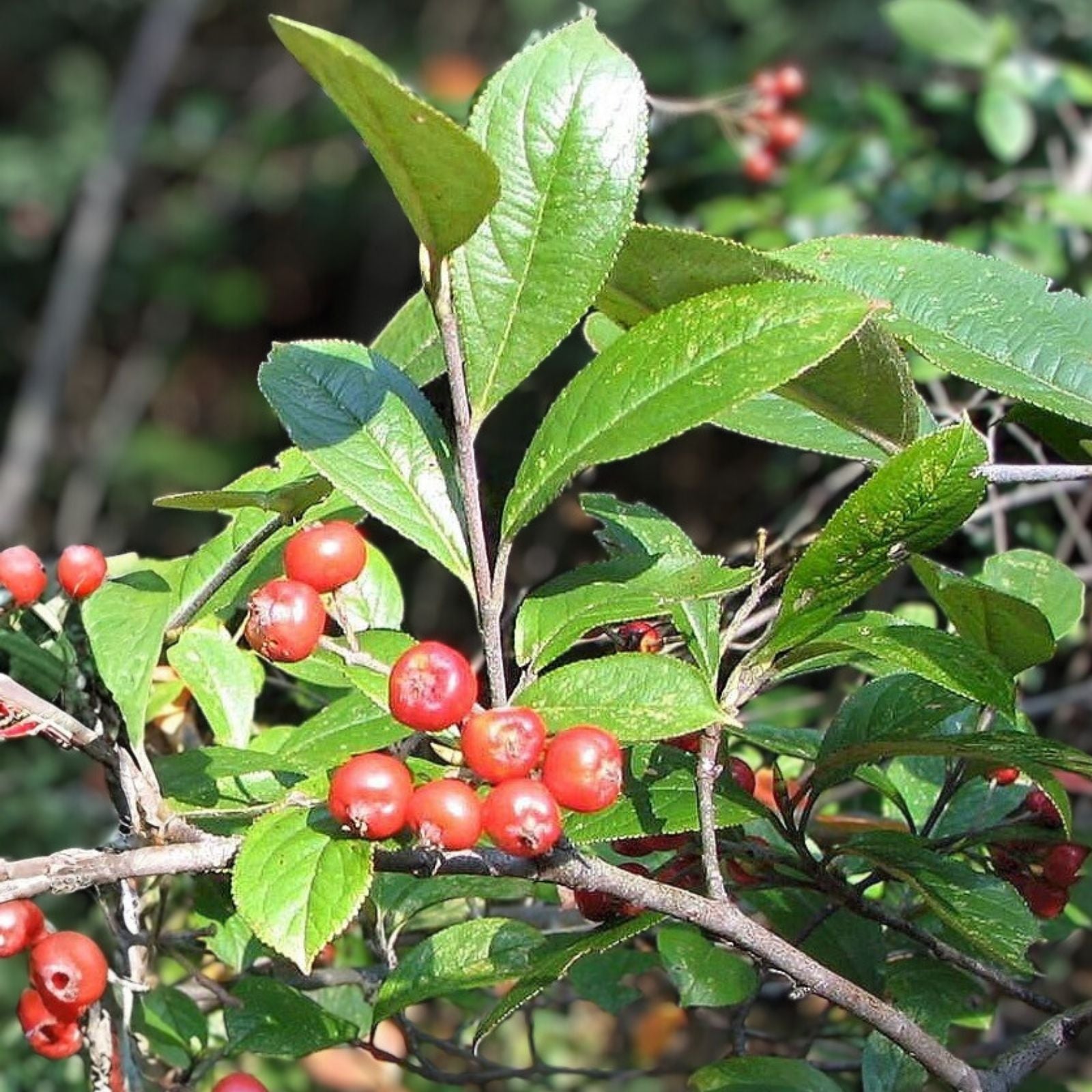 Red Chokeberry Seeds 30 Pack – Aronia arbutifolia – Berry Tree for Planting – Edible Aronia Berry Seeds – New Harvest Quality