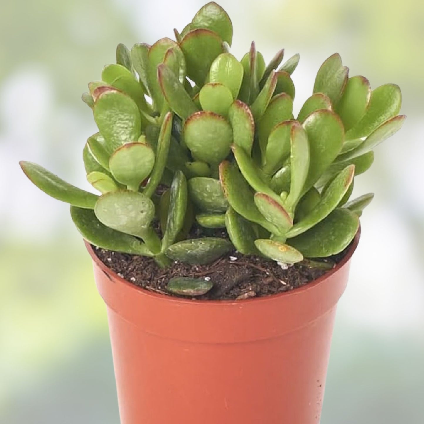 Jade Succulent Cuttings - Green and Red Crassula Ovata - 2 Plant Set for Home Decor and Gardening