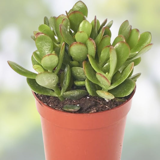 Jade Succulent Cuttings - Green and Red Crassula Ovata - 2 Plant Set for Home Decor and Gardening