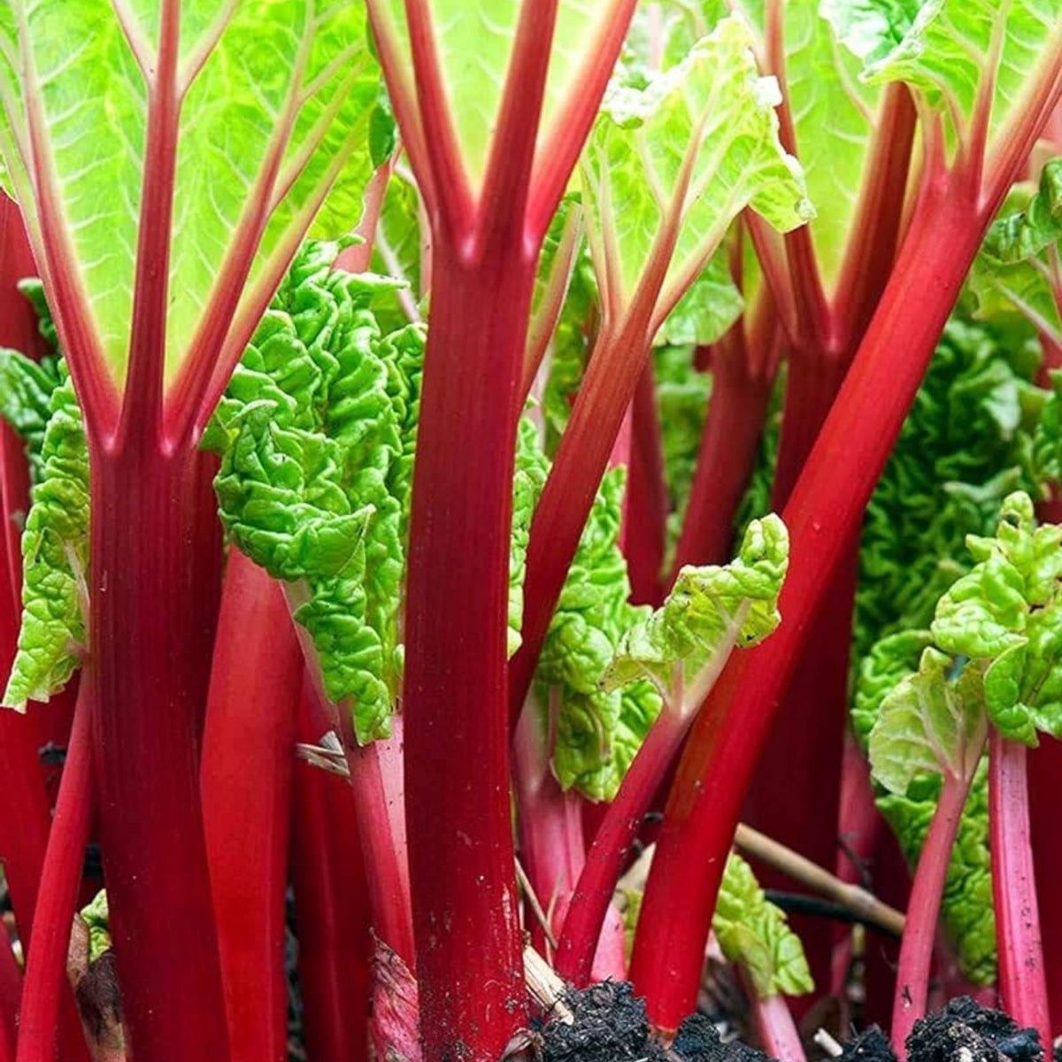 Victoria Rhubarb Crown Seeds – 50+ Red Swiss Chard Vegetable Seeds, Rheum x hybridum, Edible Garden Crop, Fast Growing Plant