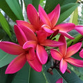 Large Rooted Plumeria Cutting 20" Kona Sunset with 2 Tips, Plumeria rubra Tropical Flowering Plant, Easy to Grow Garden Plant