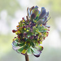 Assorted Aeonium Succulent Cuttings 2-6 inches | Unique Rosettes, Live Plant, Houseplant, Starter Plant
