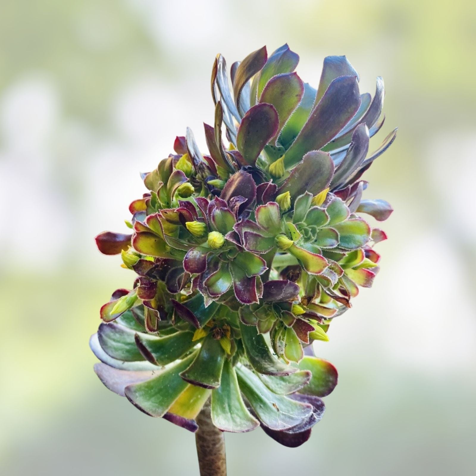 Assorted Aeonium Succulent Cuttings 2-6 inches | Unique Rosettes, Live Plant, Houseplant, Starter Plant