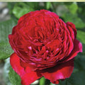 Rouge Royal Red Rose Cuttings, Live Plant, Grafting, Rose, Red Flower, Starter Plant, Bare Root, Garden, Flowering Rose