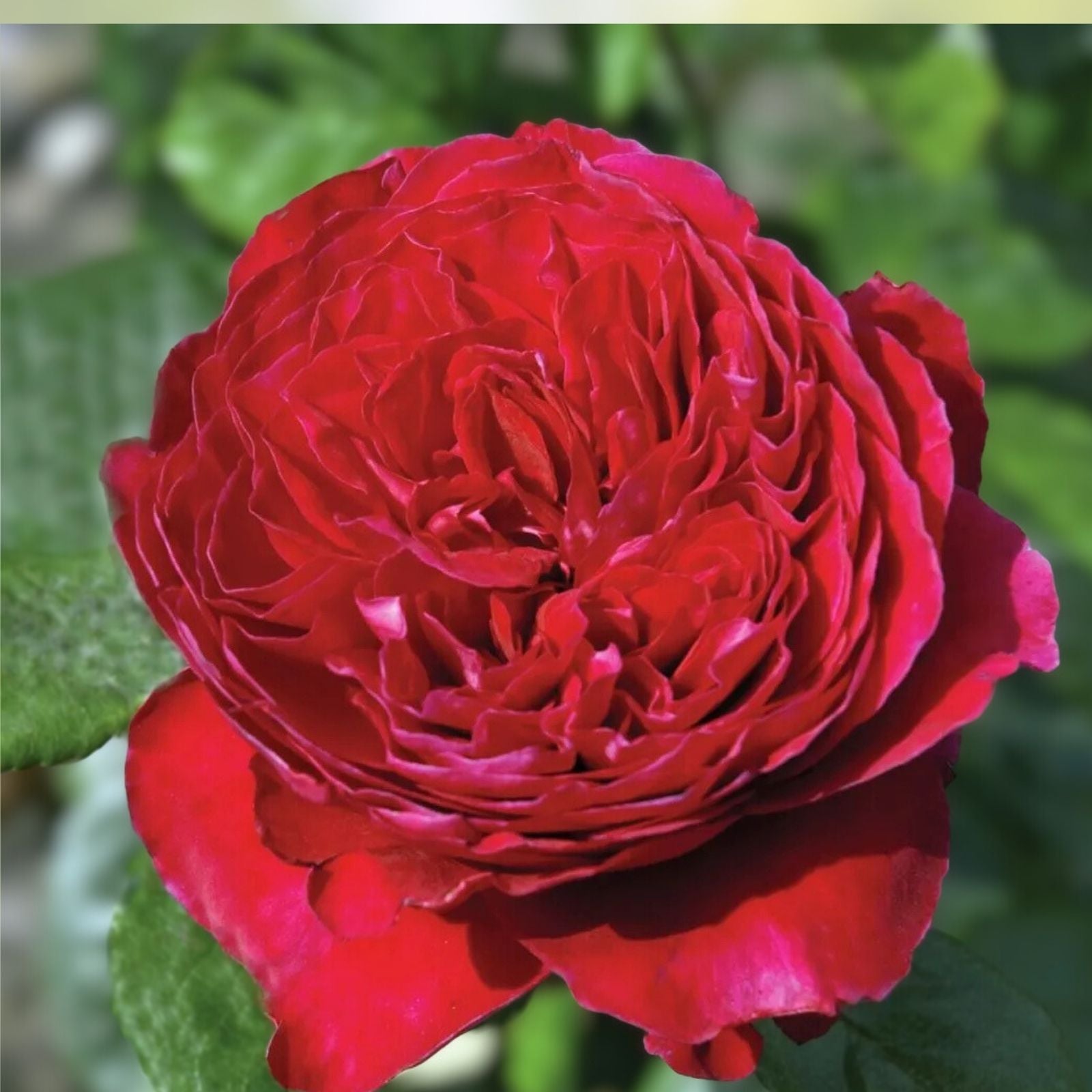 Rouge Royal Red Rose Cuttings, Live Plant, Grafting, Rose, Red Flower, Starter Plant, Bare Root, Garden, Flowering Rose