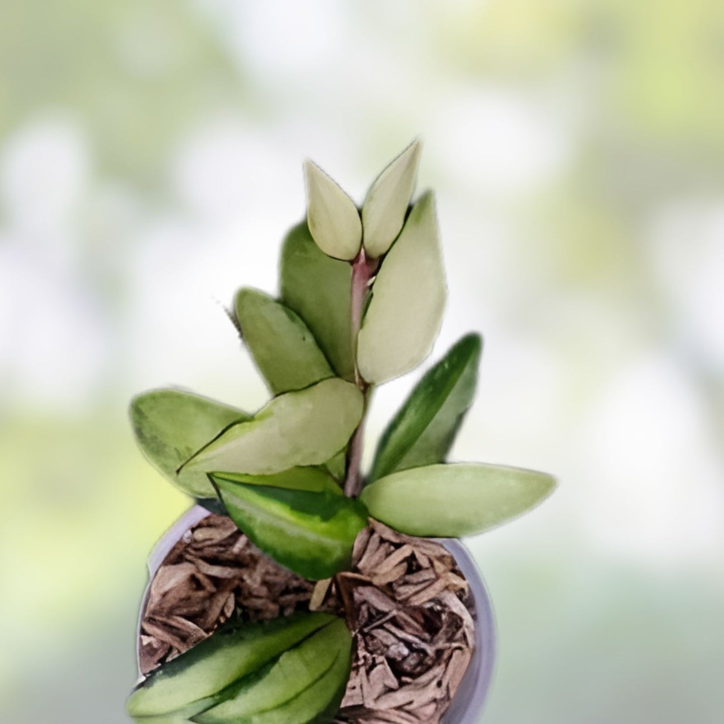 Hoya Lacunosa Souma Variegated Houseplant Live Cutting Indoor Plant Green White Foliage