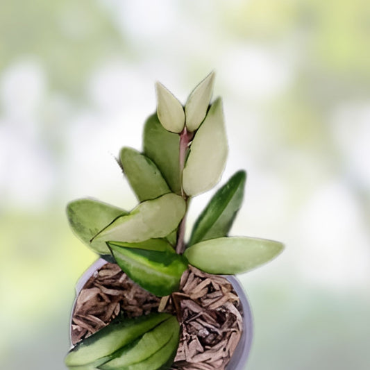 Hoya Lacunosa Souma Variegated Houseplant Live Cutting Indoor Plant Green White Foliage