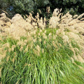 Silver Morning Light Maiden Grass Seeds Organic Miscanthus Ornamental Grass Starter Pack 100 Seeds Free Shipping
