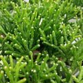 Dancing Bones Cactus 2" Plant Hatiora salicornioides Succulent Indoor Houseplant Modern Decor