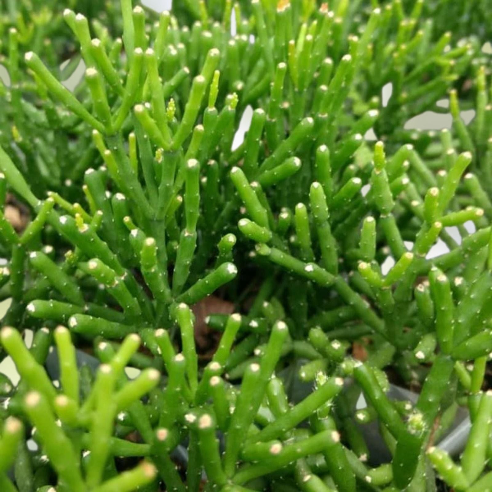 Dancing Bones Cactus 2" Plant Hatiora salicornioides Succulent Indoor Houseplant Modern Decor