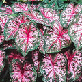 Dahlia Tubers 2-Pack Giant Red & White Rebecca's World Dahlia pinnata for Planting - Fast Growing