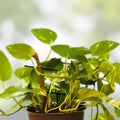 3 Pathos Plant Cuttings in 3 Inch Pots, Marble & Golden N’Joy Varieties, Live Houseplants, Epipremnum aureum