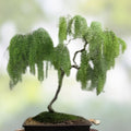 Wisteria Seedling 1 Year Blue Moon Variety Fast-Growing Ornamental Plant Wisteria macrostachya Fresh Stock