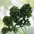 Kale Seeds 500 Count Dwarf Siberian Heirloom Non-GMO Brassica oleracea Healthy Greens Vegetable Seeds